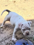 Bully PitBull Puppies
