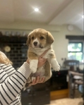 🐾 Pedigree Pembroke Welsh Corgi Puppies 🐾