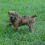 XL bully pup - female