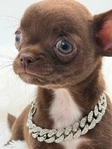 AKC Micro Mother’s Day Applehead Chihuahuas