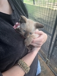 Simeas kittens