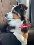 Australian shepherd Stud