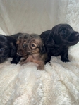 Mini Longhair Dachshunds