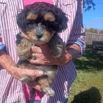 CKC TOY MALTESE-SCHNAUZER-POODLE