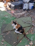 Free kittens + orange momma cat