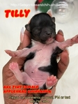 AKC Tiny Applehead Smooth Coat Chihuahuas