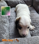 >🐾 Gorgeous AKC Mini Long-Haired Dachshunds (Ready Oct. 9th!) 🐾