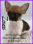 Exquisite AKC Male Applehead Chihuahuas