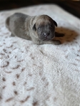 Cane Corso puppies! Taking reserves now!