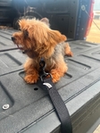 Ckc Yorkie pupies
