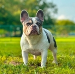Lilac & Tan French Bulldog