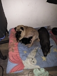 Pug puppies