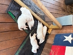 Great White Pyrenees puppies