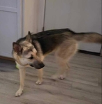 Sweet German Shepherd needs home