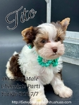 AKC  Stunning  Male Micro Yorkies