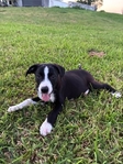 3/4 Border Collie Puppies
