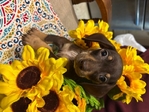 Dachshund puppies
