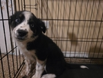 Australian Shepherd/ Lab-Husky mix puppy