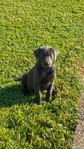 Charcoal Lab Puppy!