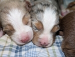 Toy Aussie Puppies!