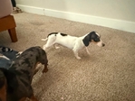 Piebald mini daschund