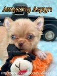 Stunning AKC Longcoat Applehead Chihuahuas