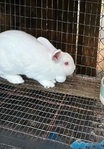 Purebred New Zealand Doe Rabbit