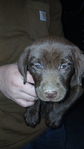 AKC Chocolate Lab puppies for sale