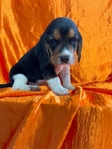 Beagle puppies AKC