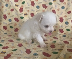 AKC MALTESE PUPPIES(TAKING DEPOSITS)