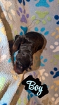 AKC bloodline Doberman puppies
