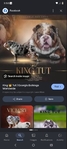 AKC English Bulldog