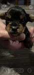 Ckc Yorkie puppies