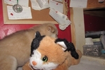 wolf hybrids for sale