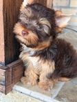AKC Mini Male Exotic Colored Yorkies