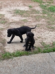 Great Dane Puppies