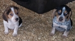 2 little male beagle pups