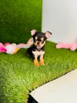 Chihuahua puppies Look!