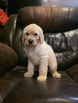 6 weeks old full blooded standard poodles