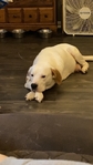 2dogs for free