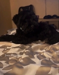 Male schnauzer puppy