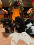 Mini Schnauzers AKC