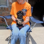 CKC Maltese -Schnauzer-Poodle puppies for Adoption