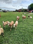 Sheep