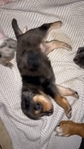 Catahulua leopard cur