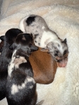 Mini Longhair Dachshunds