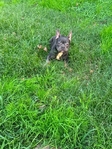 6 month old French Bulldog pup