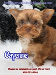 AKC Micro Yorkies Ready Now!