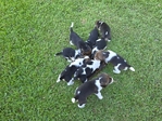 Beagle puppies