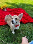 AKC PEMBROKE CORGI PUPS